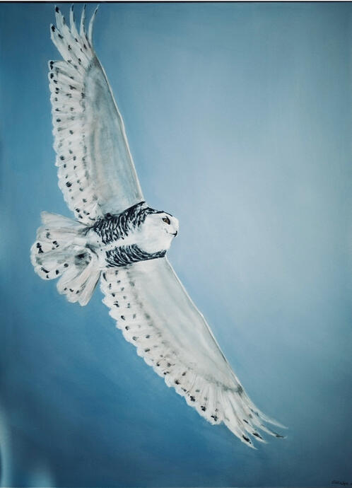 Snowy Owl Ontario oil on canvas 36”x48” private commission sold